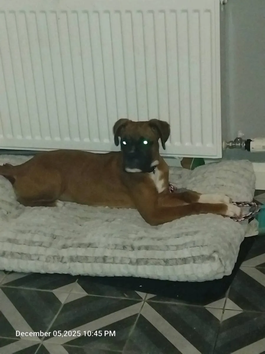 Boxer free - Image 2