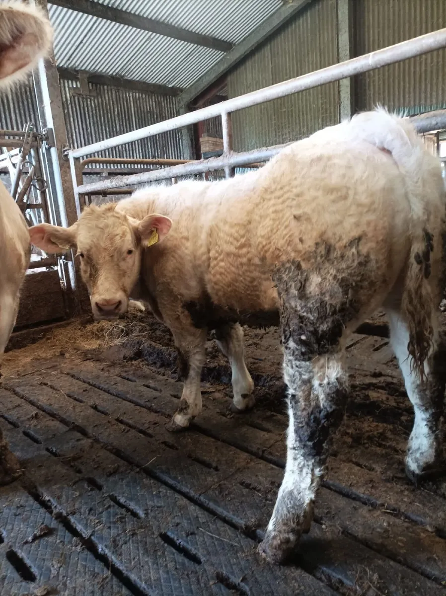 Weanling bull - Image 3