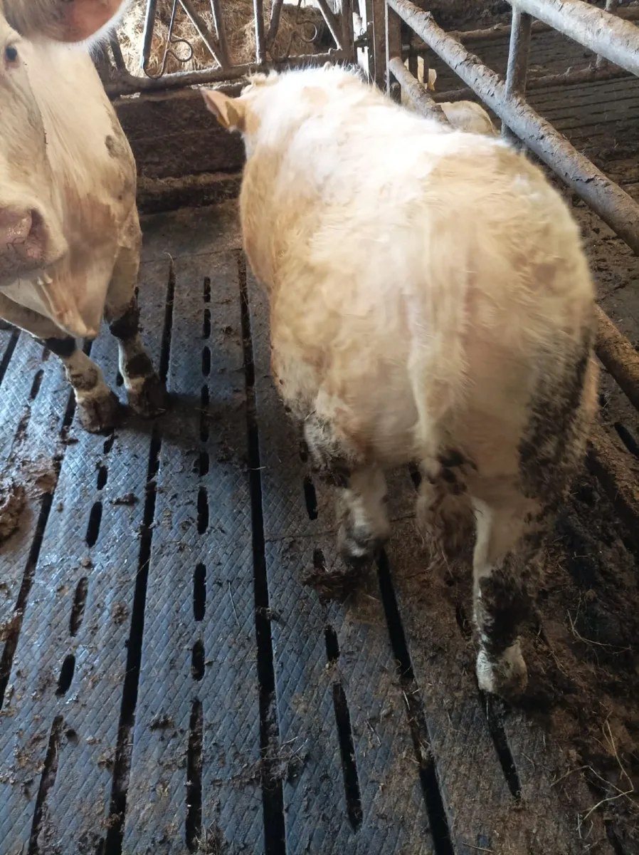 Weanling bull - Image 4