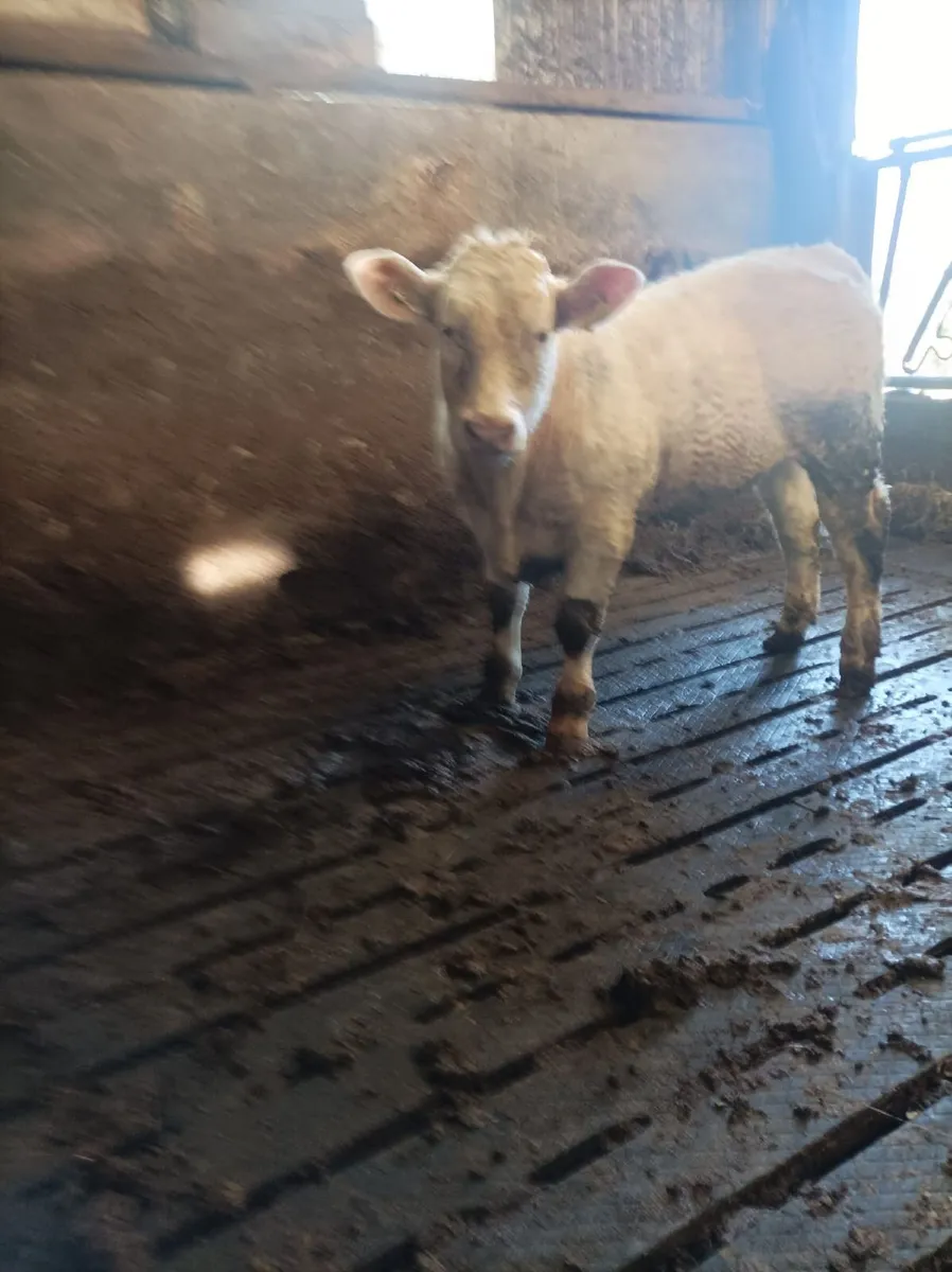 Weanling bull - Image 2