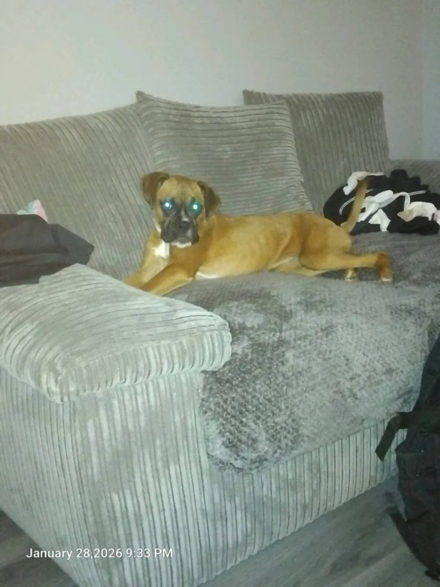Boxer free - Image 1