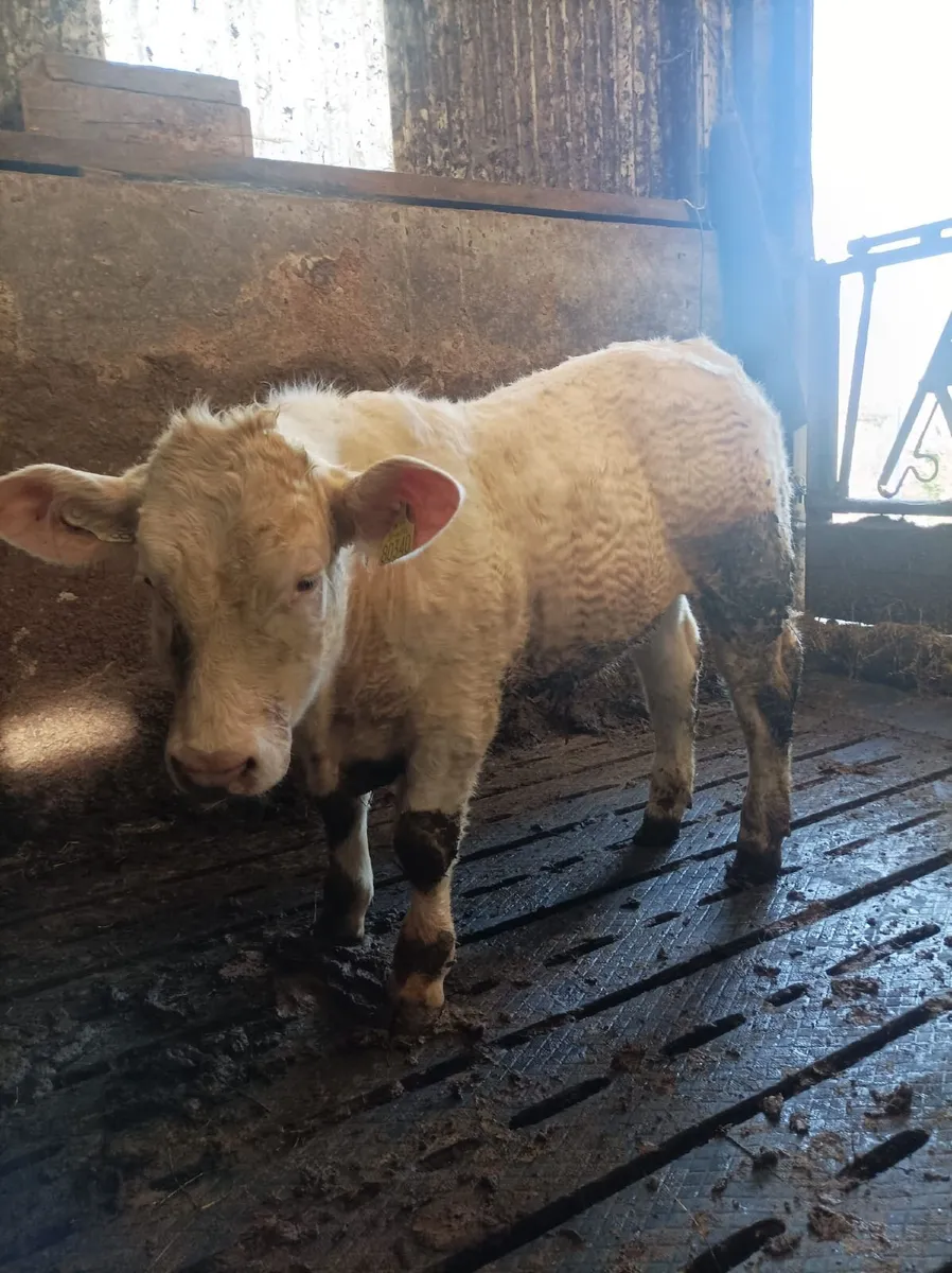 Weanling bull - Image 1