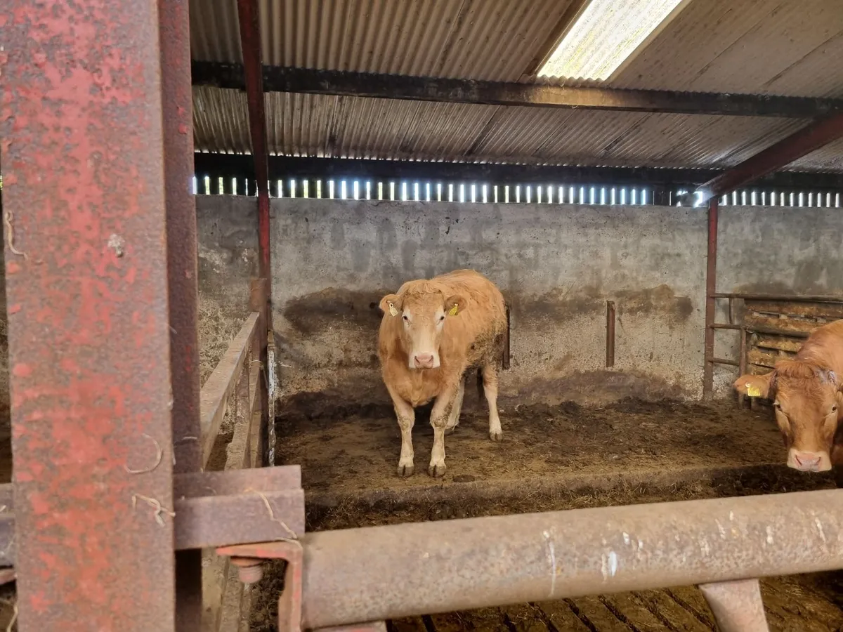 In Calf Heifers - Image 1