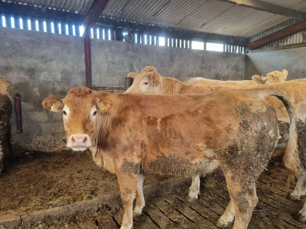 In Calf Heifers - Image 2