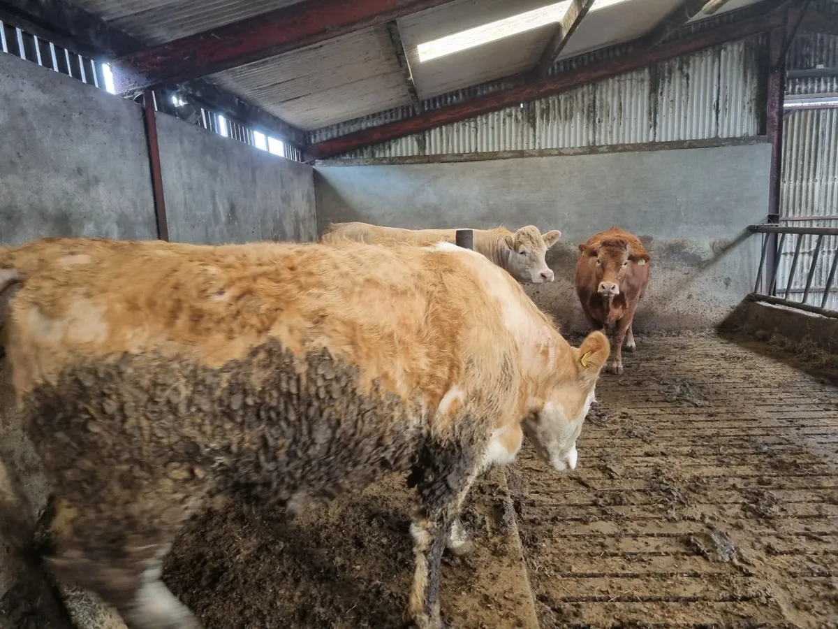 In Calf Heifers - Image 3