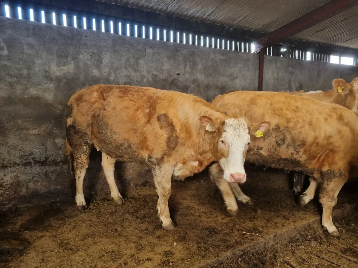 In Calf Heifers - Image 4