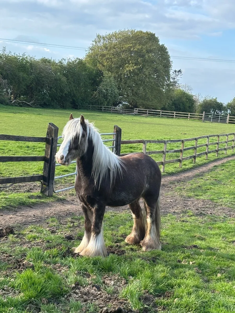 Silver Dapple Mini Cob - Image 2