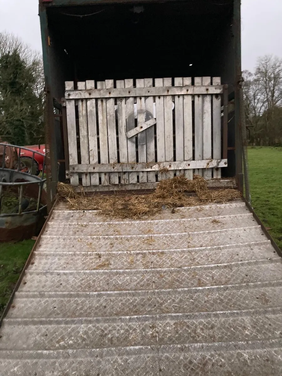 Cattle body - Image 3