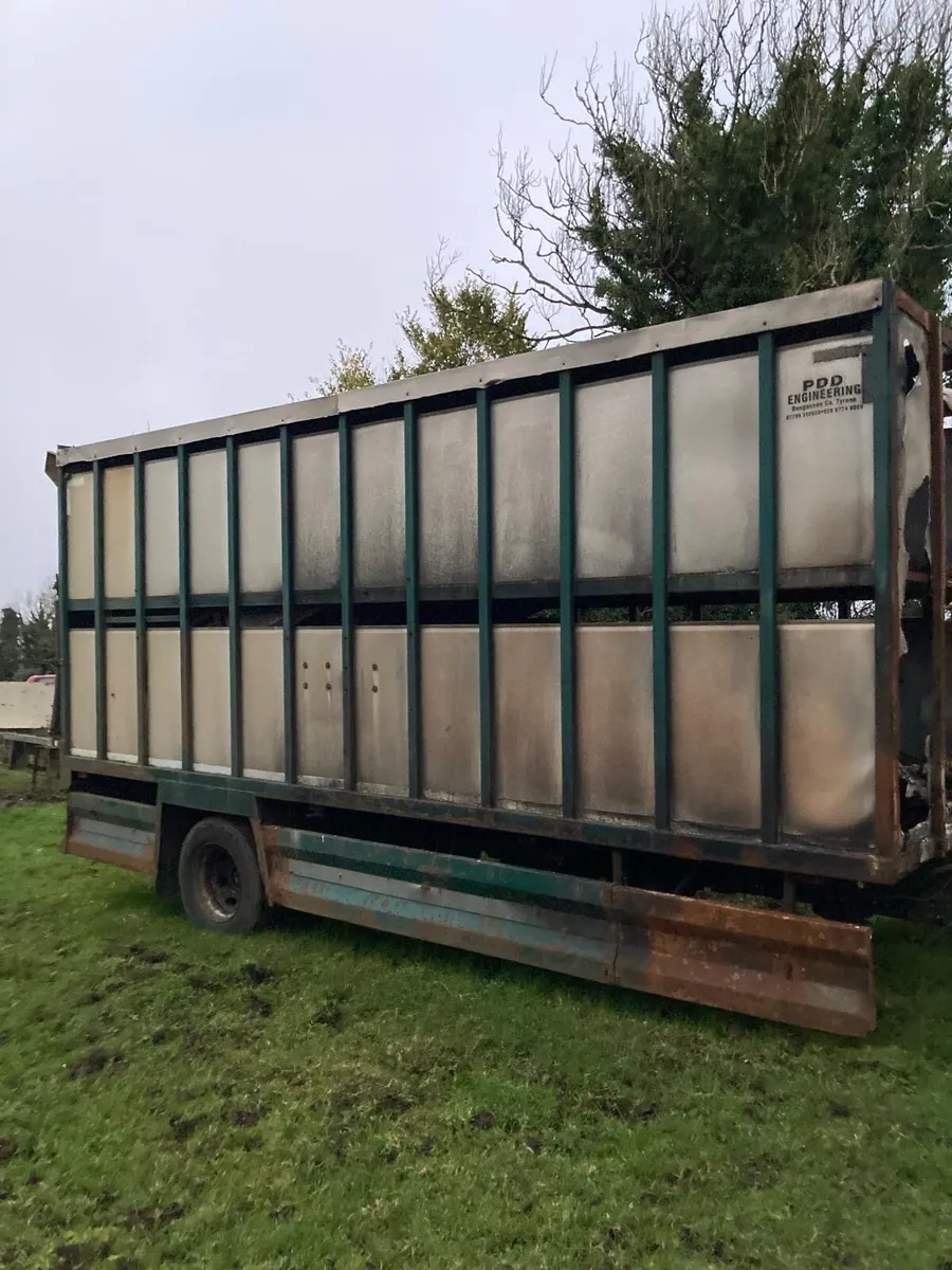 Cattle body - Image 1