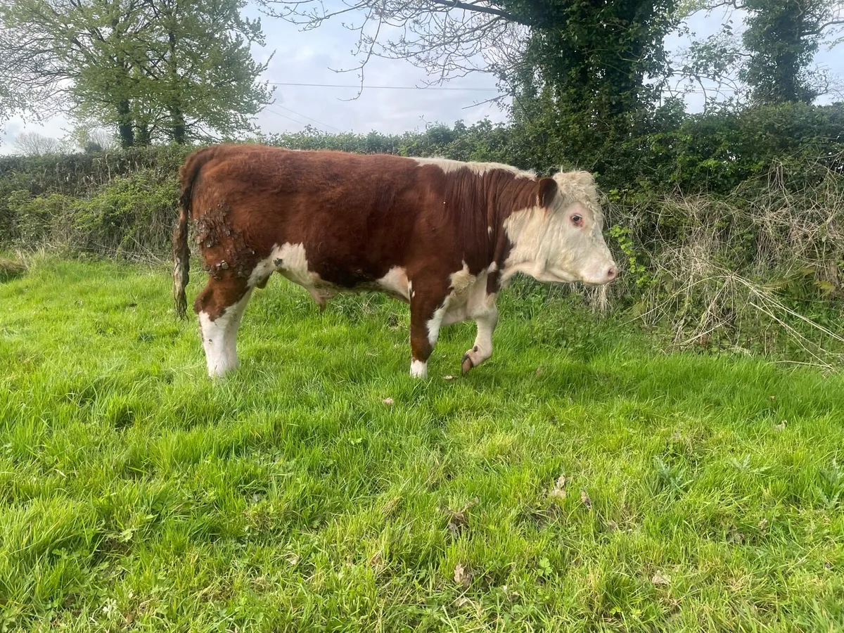 Hereford Bull PBR - Image 1