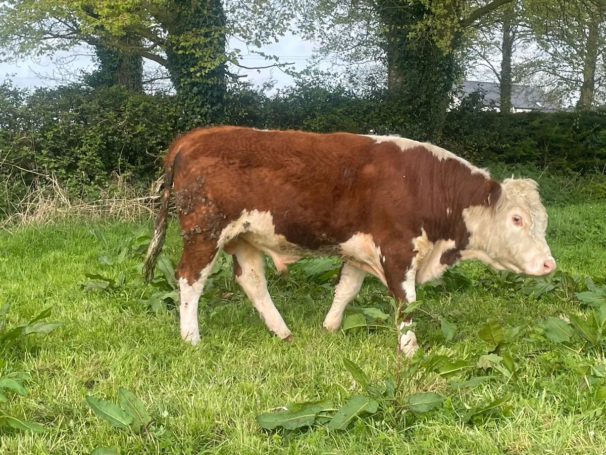 Hereford Bull PBR - Image 2