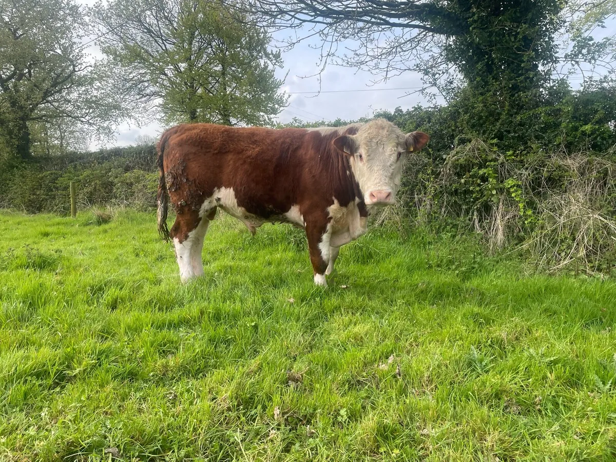 Hereford Bull PBR - Image 3