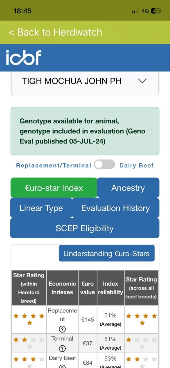 Hereford Bull PBR - Image 4