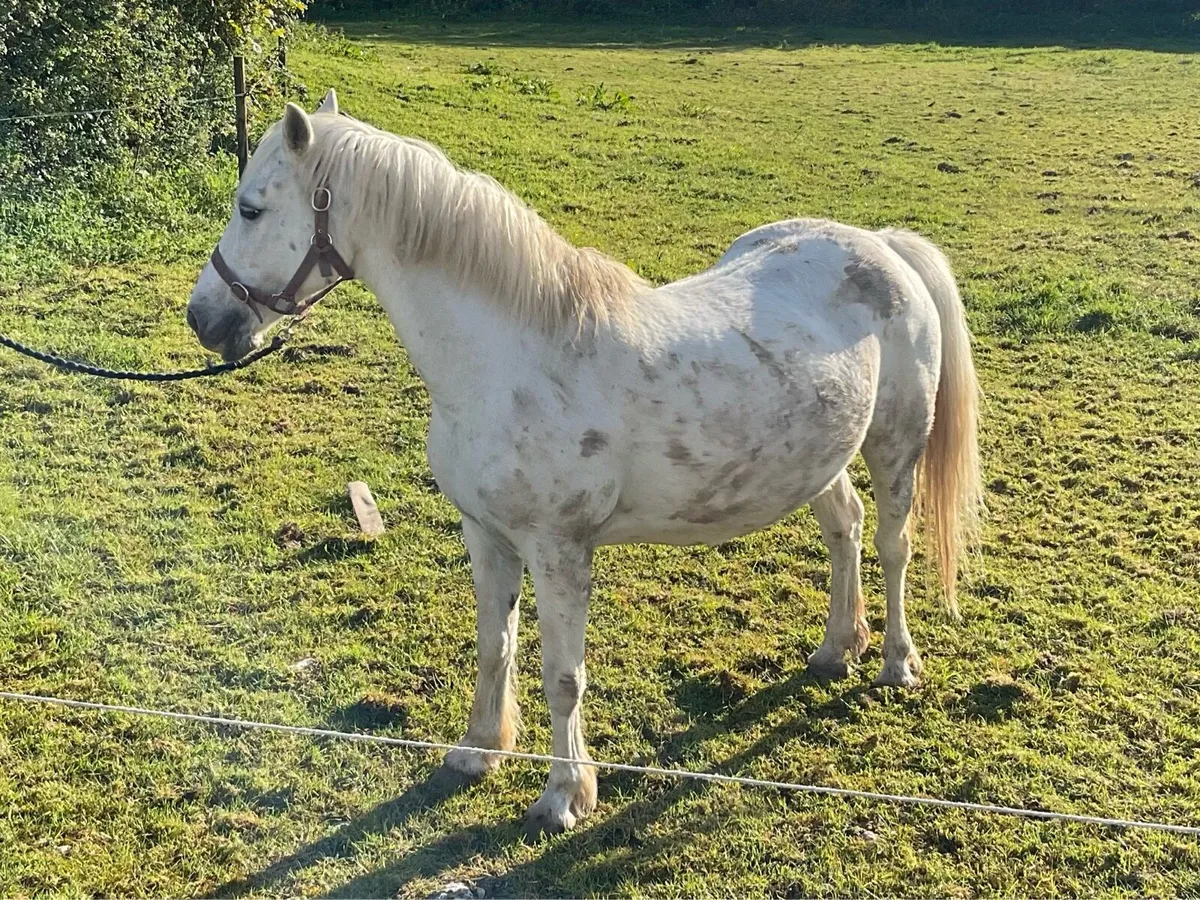 Connemara mare class one - Image 1