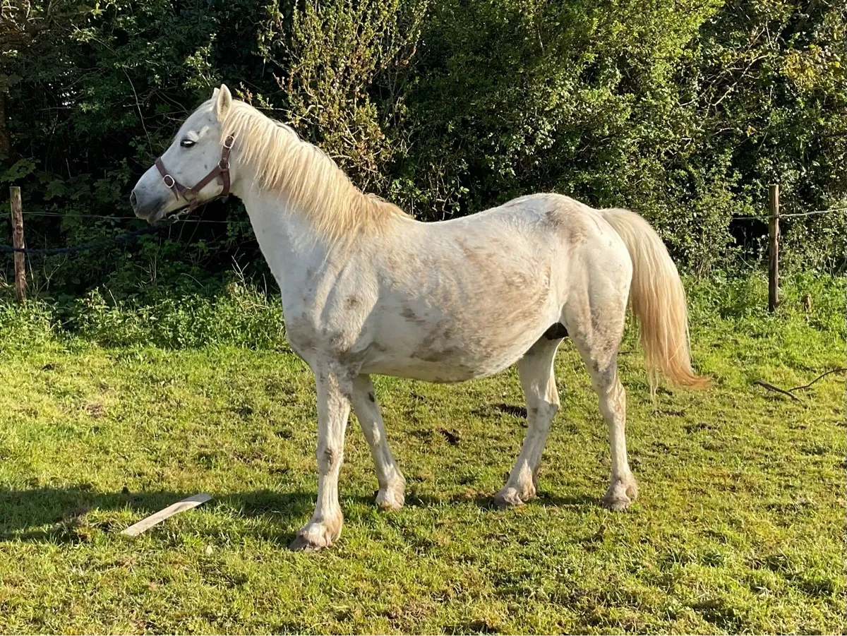 Connemara mare class one - Image 2