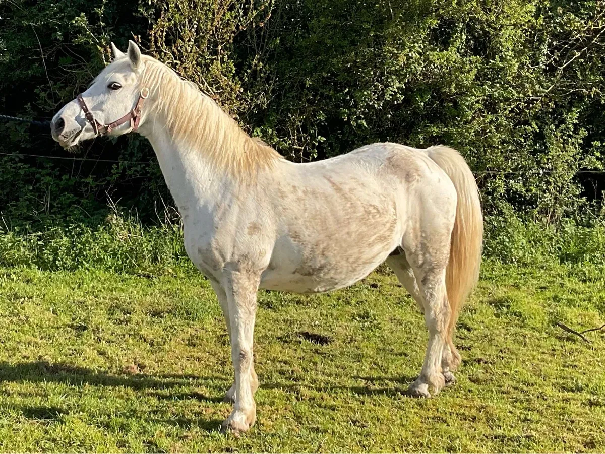 Connemara mare class one - Image 3