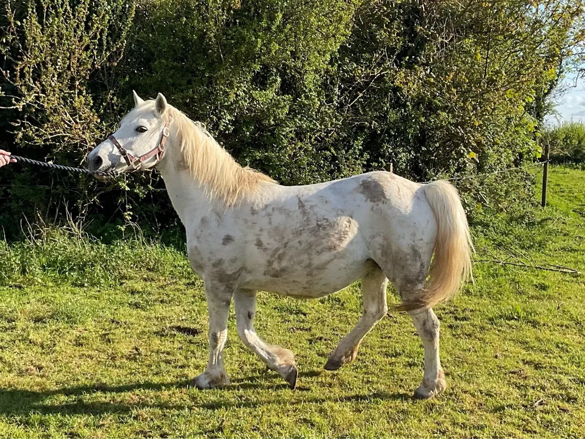 Connemara mare class one - Image 4