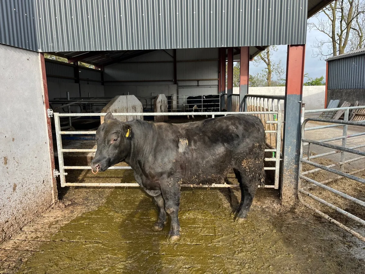 Pedigree Angus Bull - Image 1