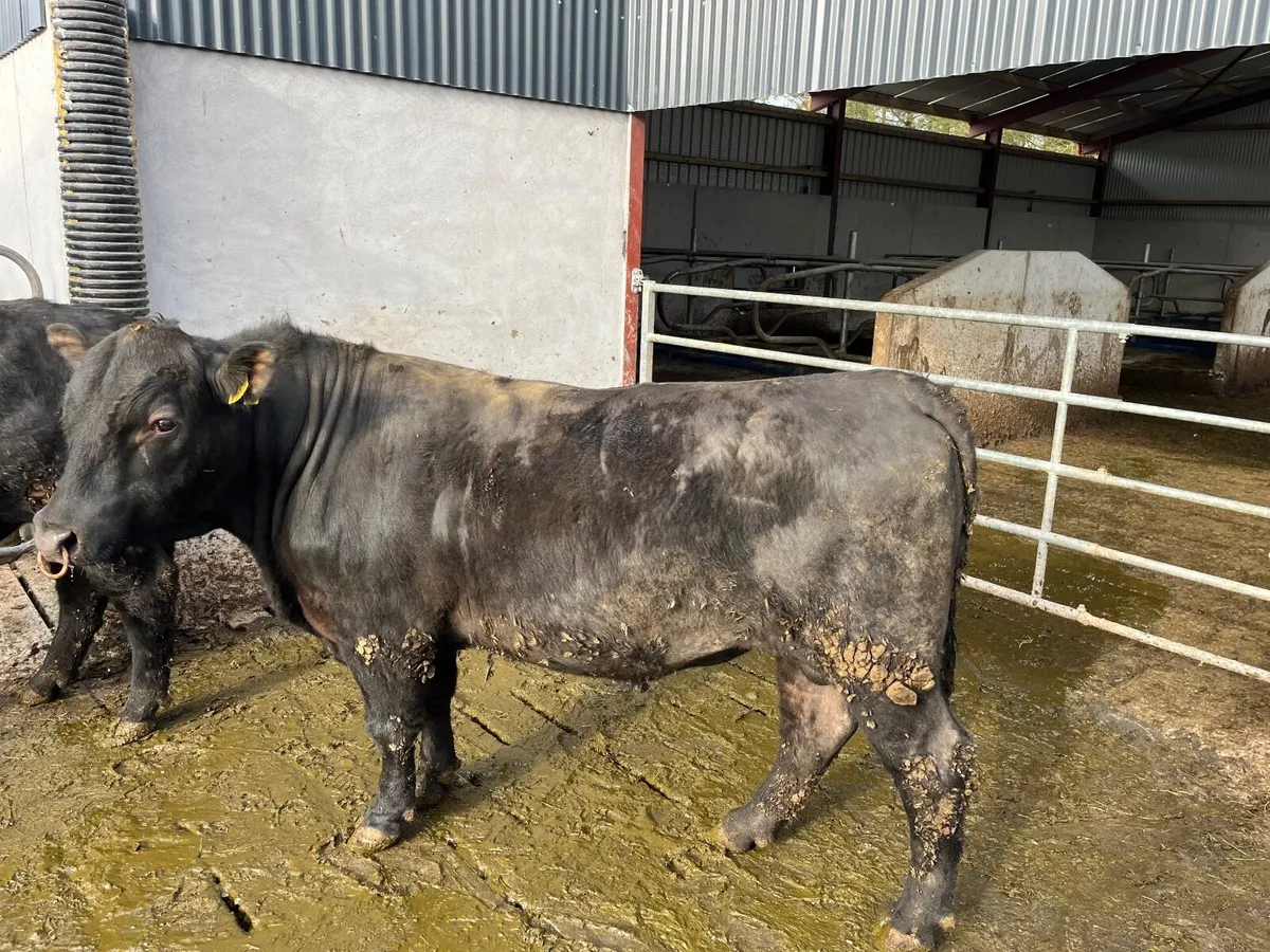 Pedigree Angus Bull - Image 4