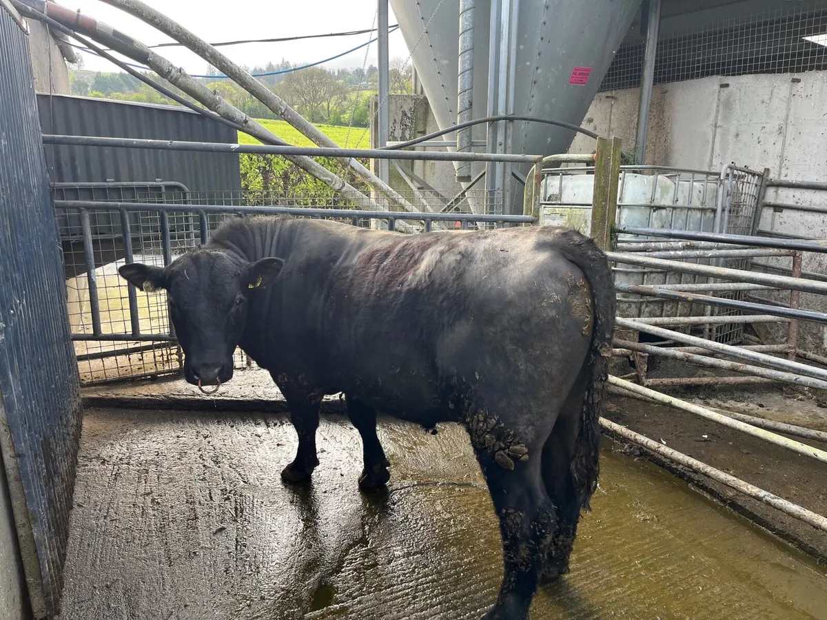 Pedigree Angus Bull - Image 2