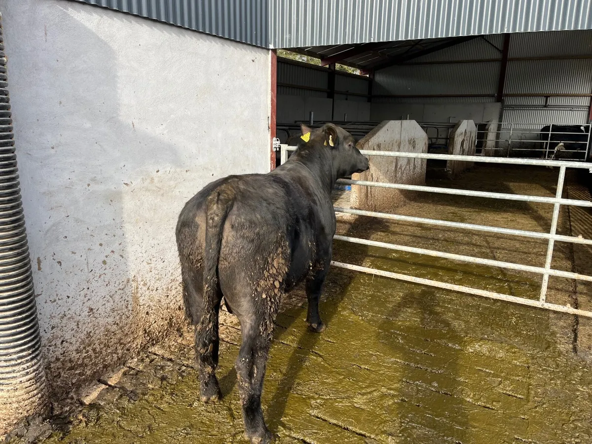 Pedigree Angus Bull - Image 3