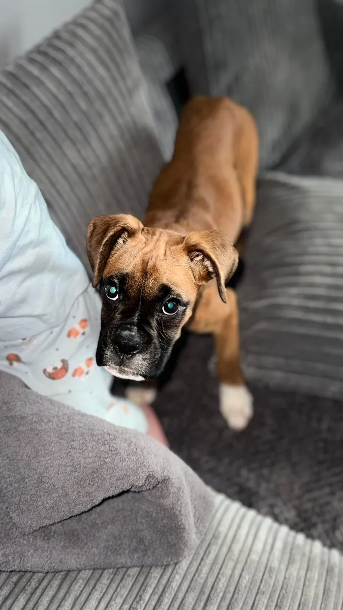 Boxer free - Image 3