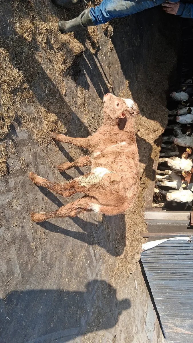Charolais heifer