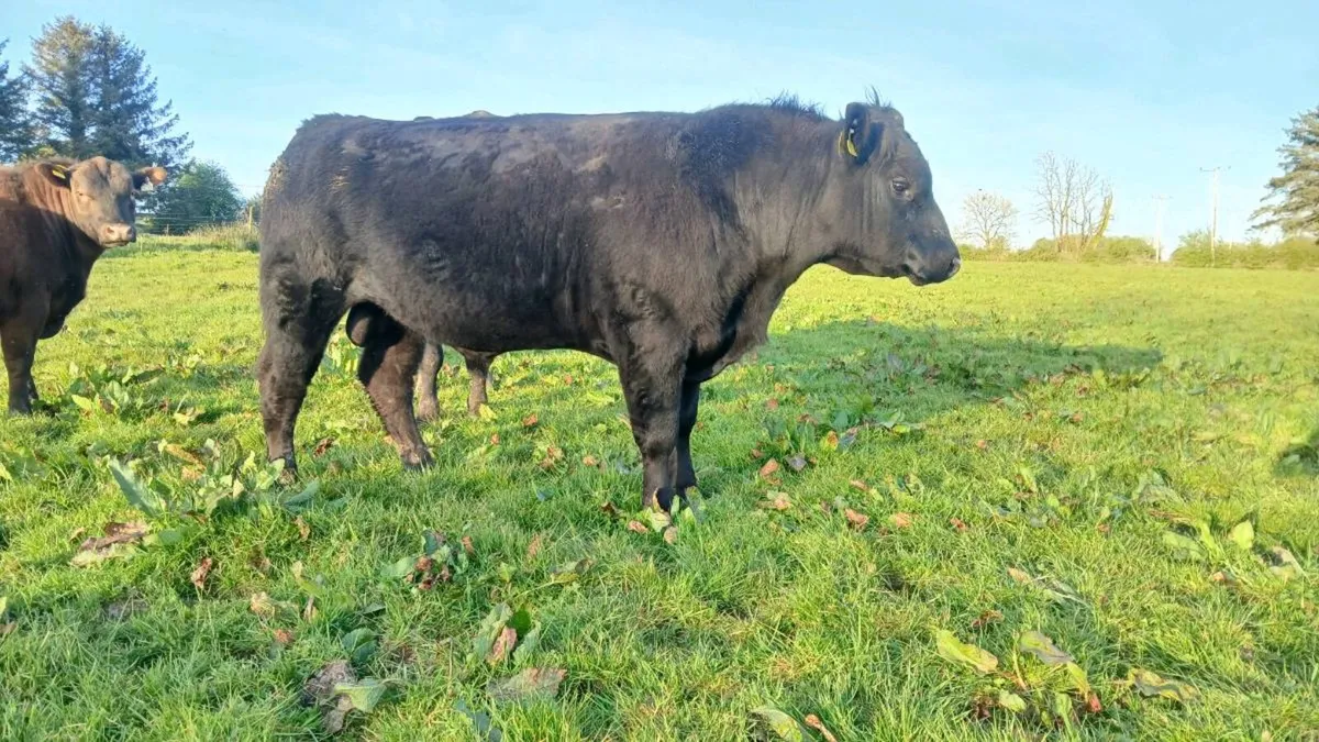 Angus bull - Image 2