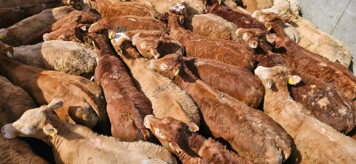 40 Super suckler bred Heifers - Image 3