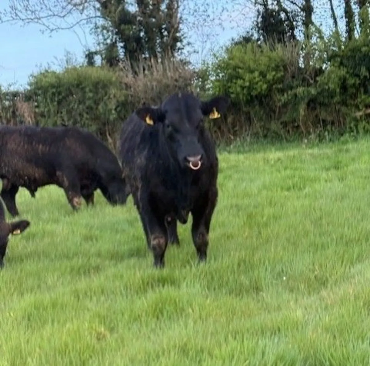 Pedigree Angus Bulls - Image 3