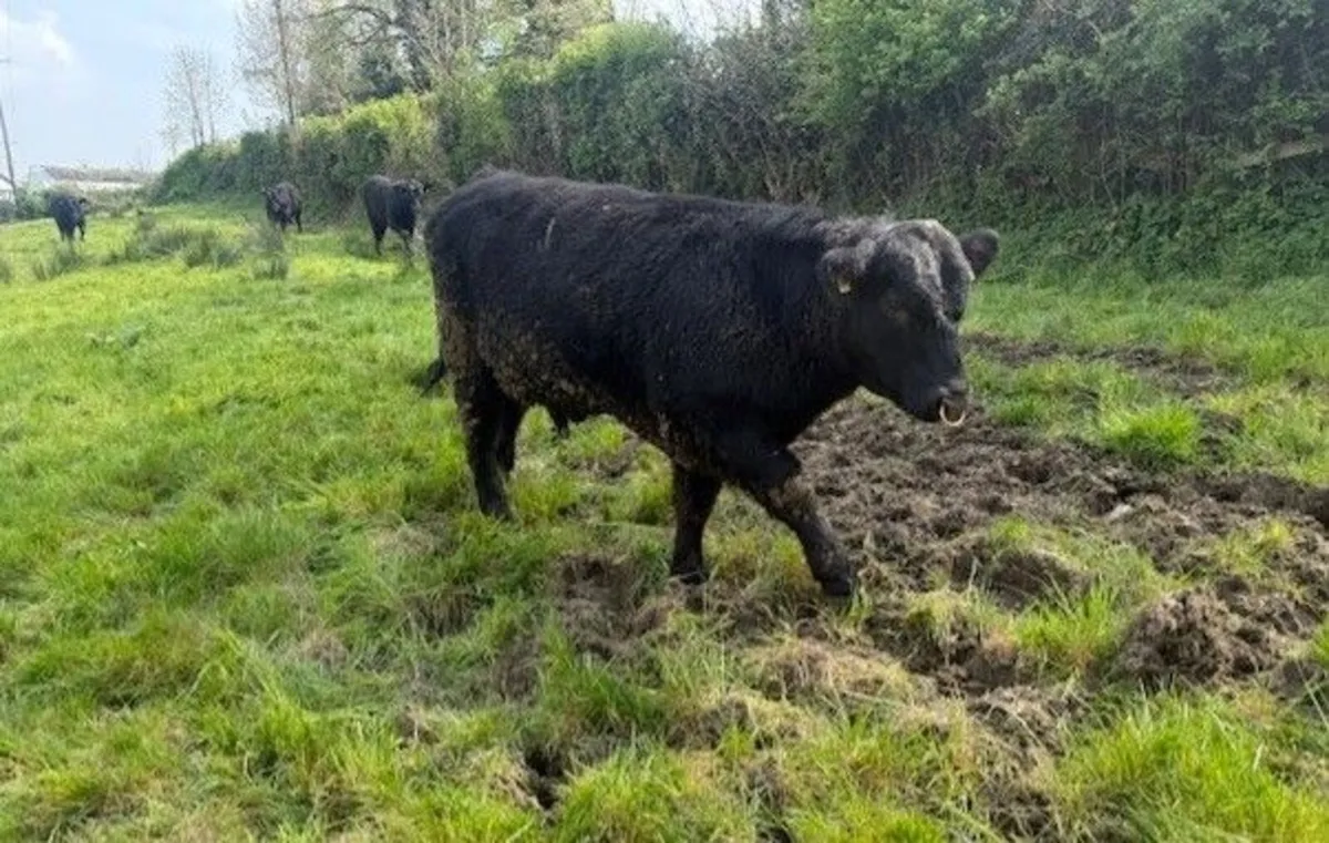 Pedigree Angus Bulls - Image 4