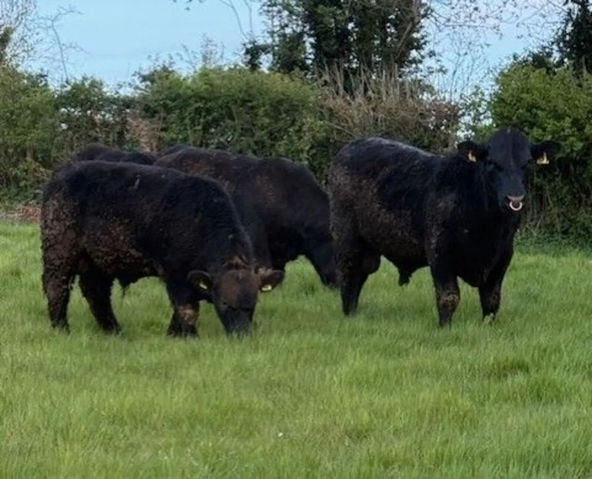 Pedigree Angus Bulls - Image 2