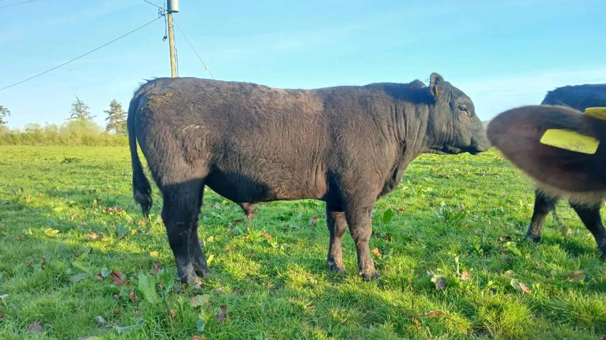 Angus bull - Image 2