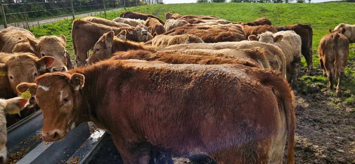 40 Super suckler bred Heifers - Image 1