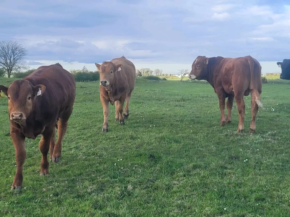 Weanling Bulls - Image 2