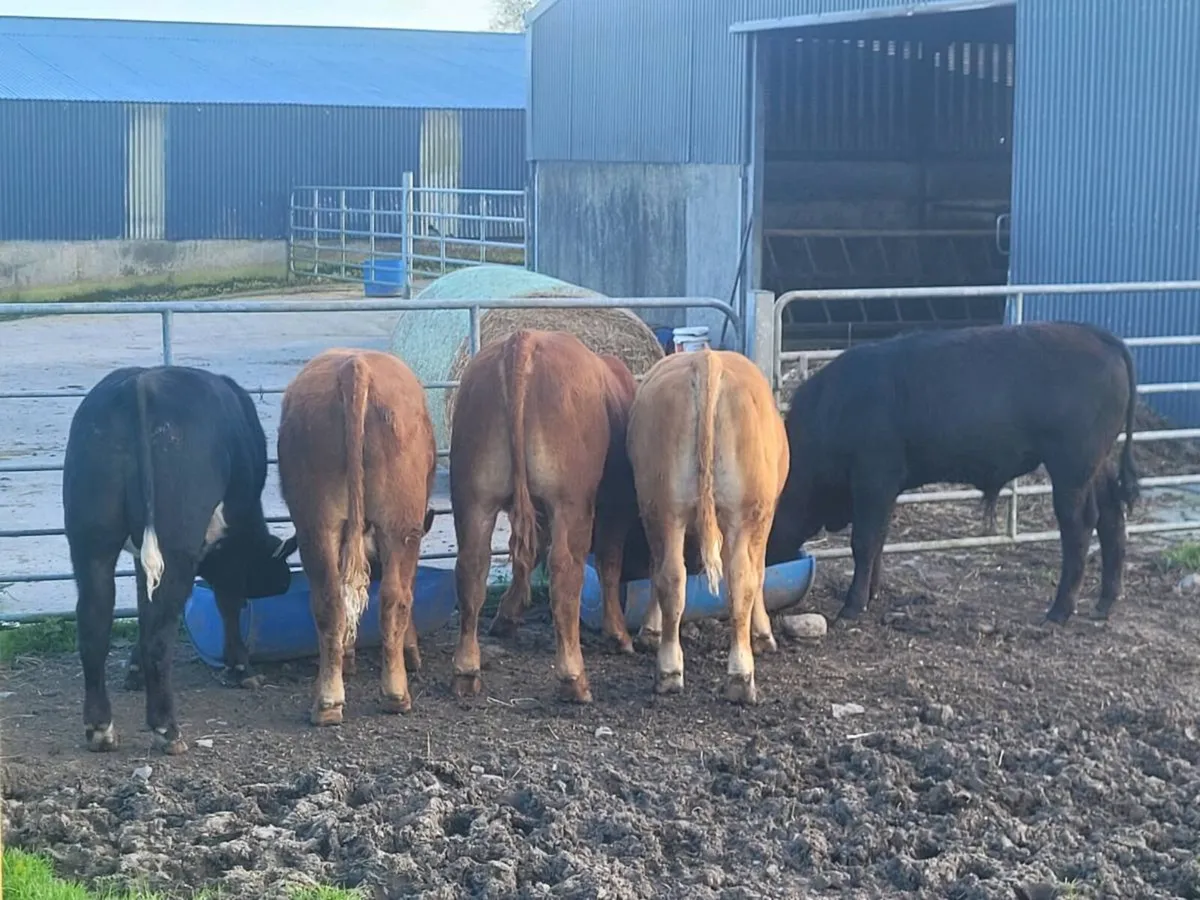 Weanling Bulls - Image 3