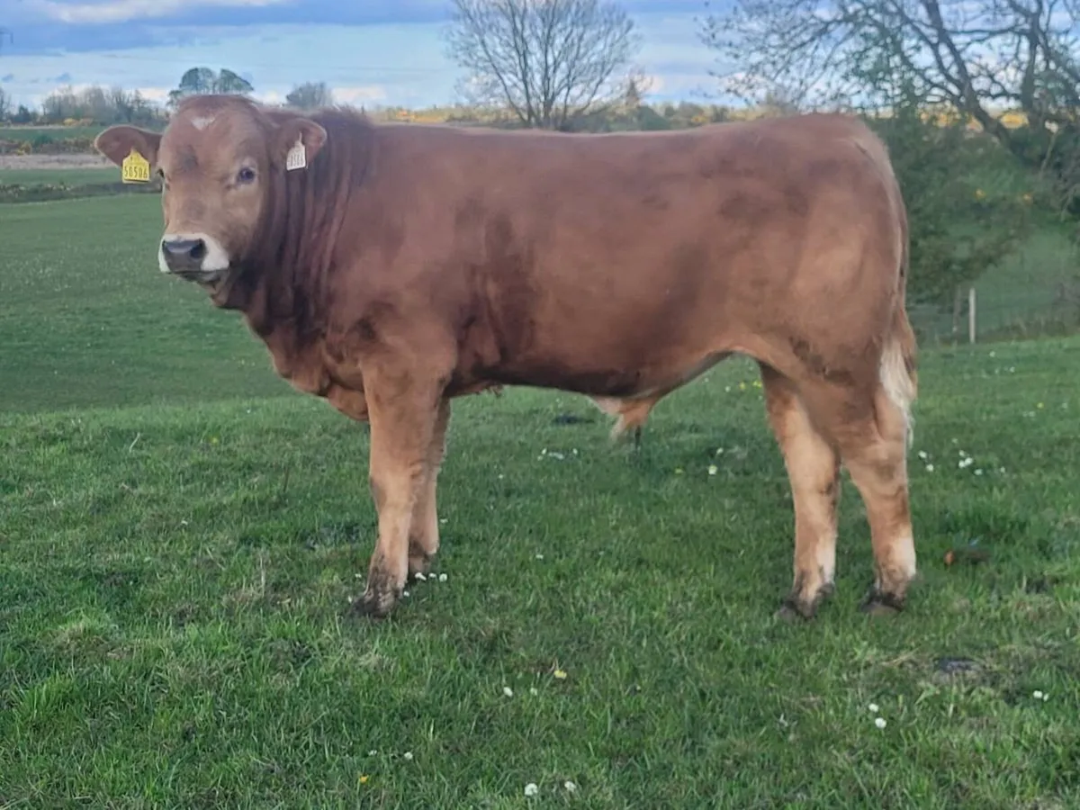 Weanling Bulls - Image 1