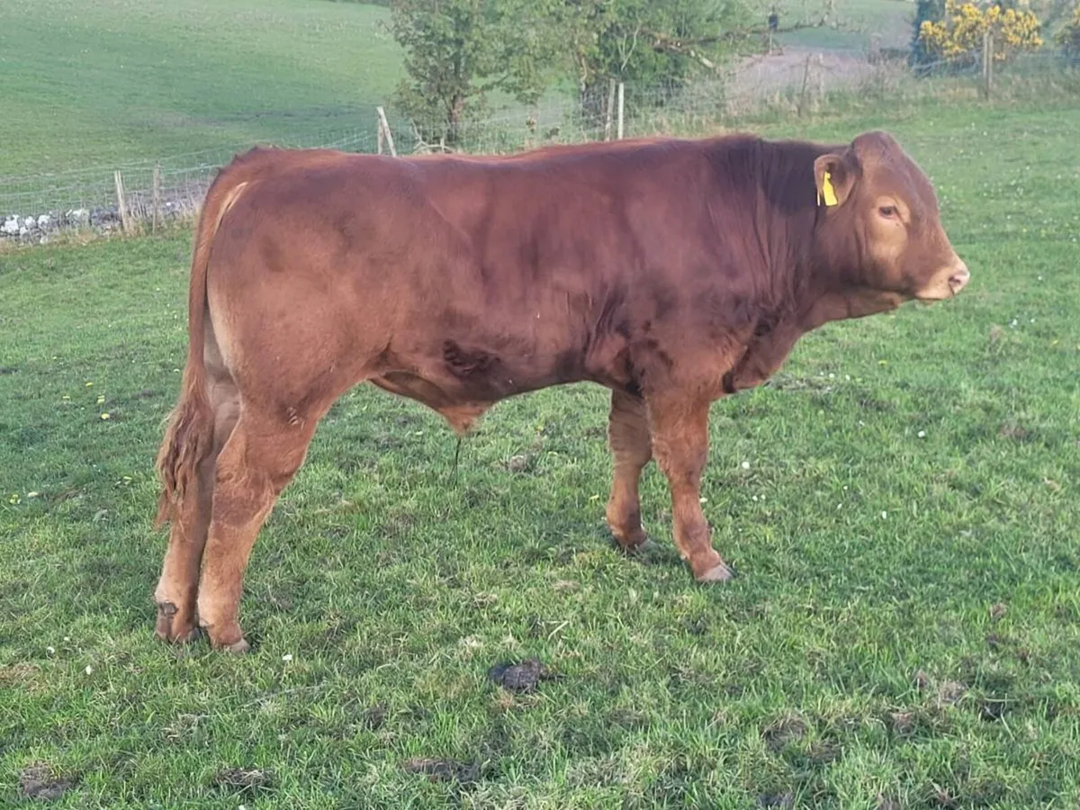 Weanling Bulls - Image 4