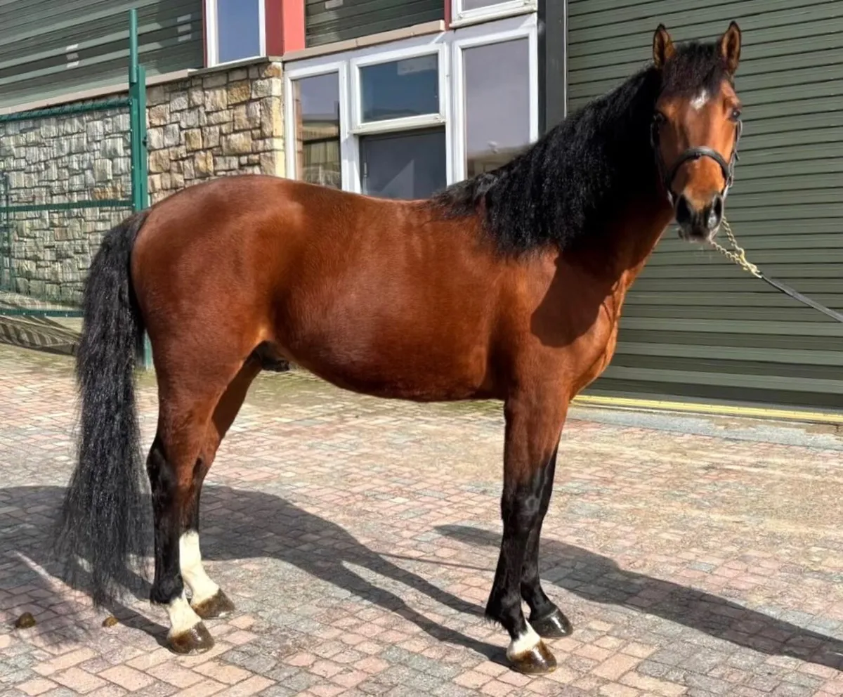 148cm Tangelo Van De Zuuthoeve Stallion At Stud - Image 3