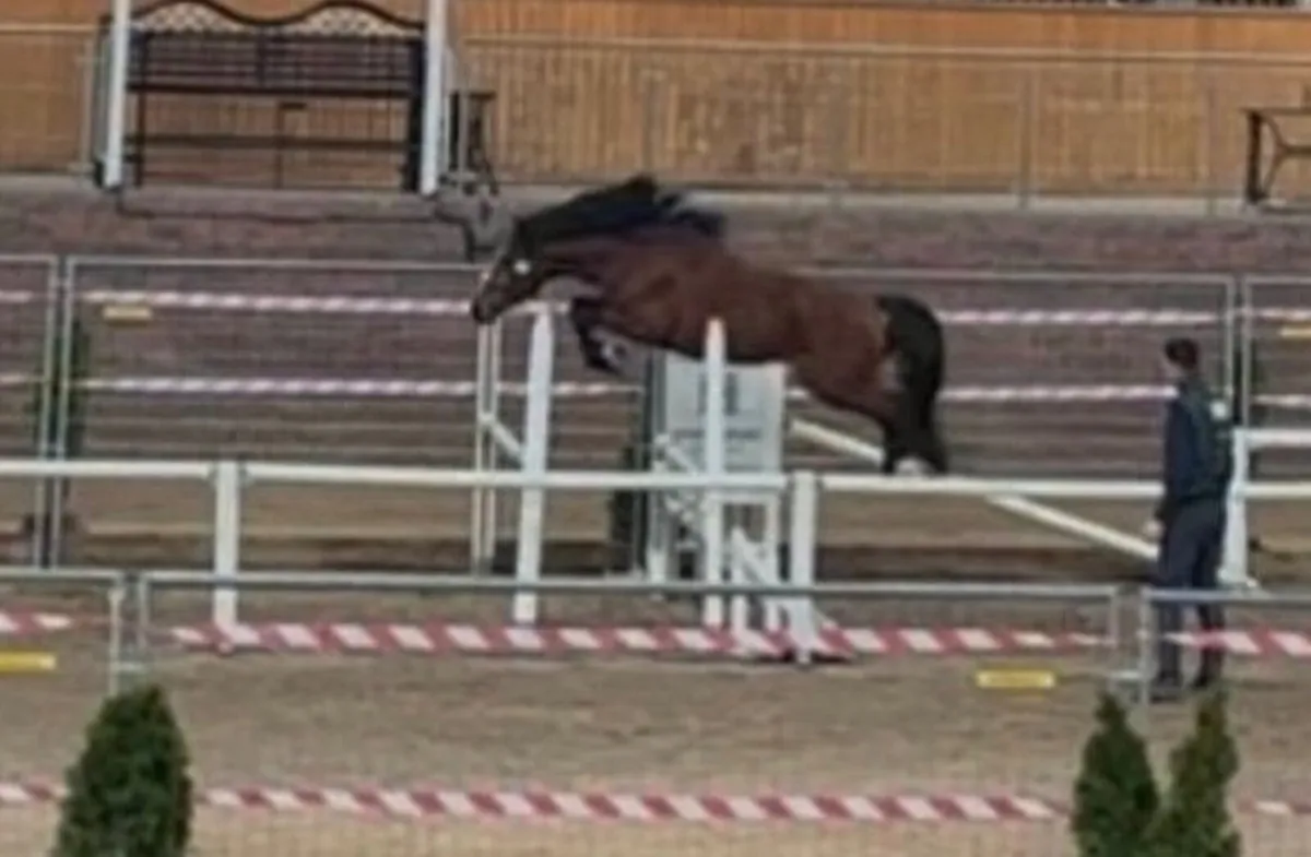 148cm Tangelo Van De Zuuthoeve Stallion At Stud - Image 4
