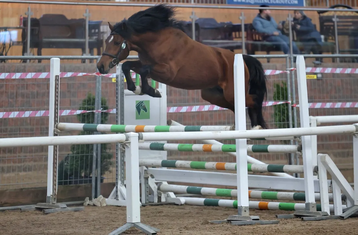 148cm Tangelo Van De Zuuthoeve Stallion At Stud - Image 1