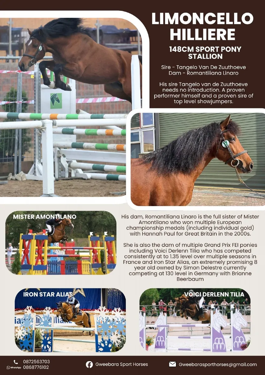 148cm Tangelo Van De Zuuthoeve Stallion At Stud - Image 2