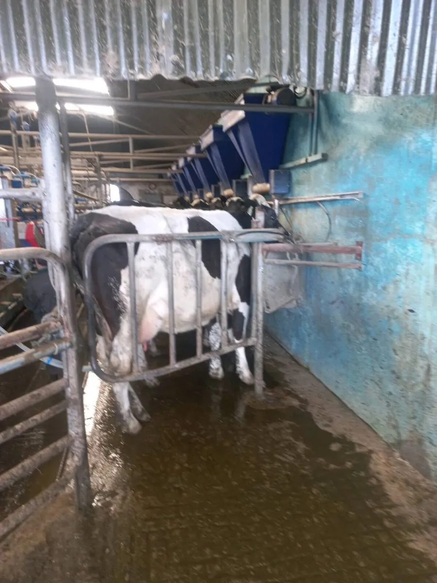 Feeding trough and parlour gates - Image 3