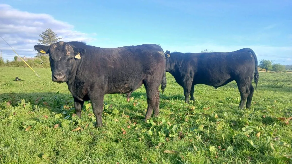 Angus bull - Image 1