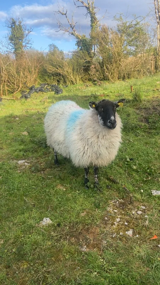 🌟🌟🌟Foster Ewe - Image 3