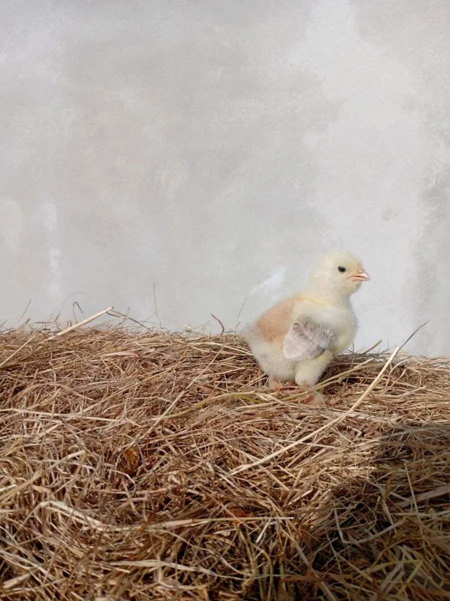 Hatching eggs, chicks and pairs - Image 2