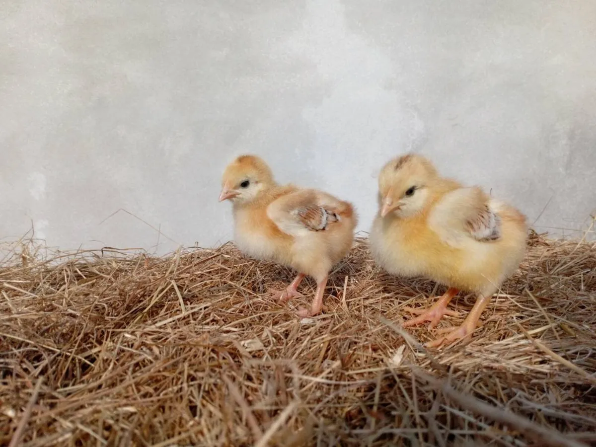 Hatching eggs, chicks and pairs - Image 3