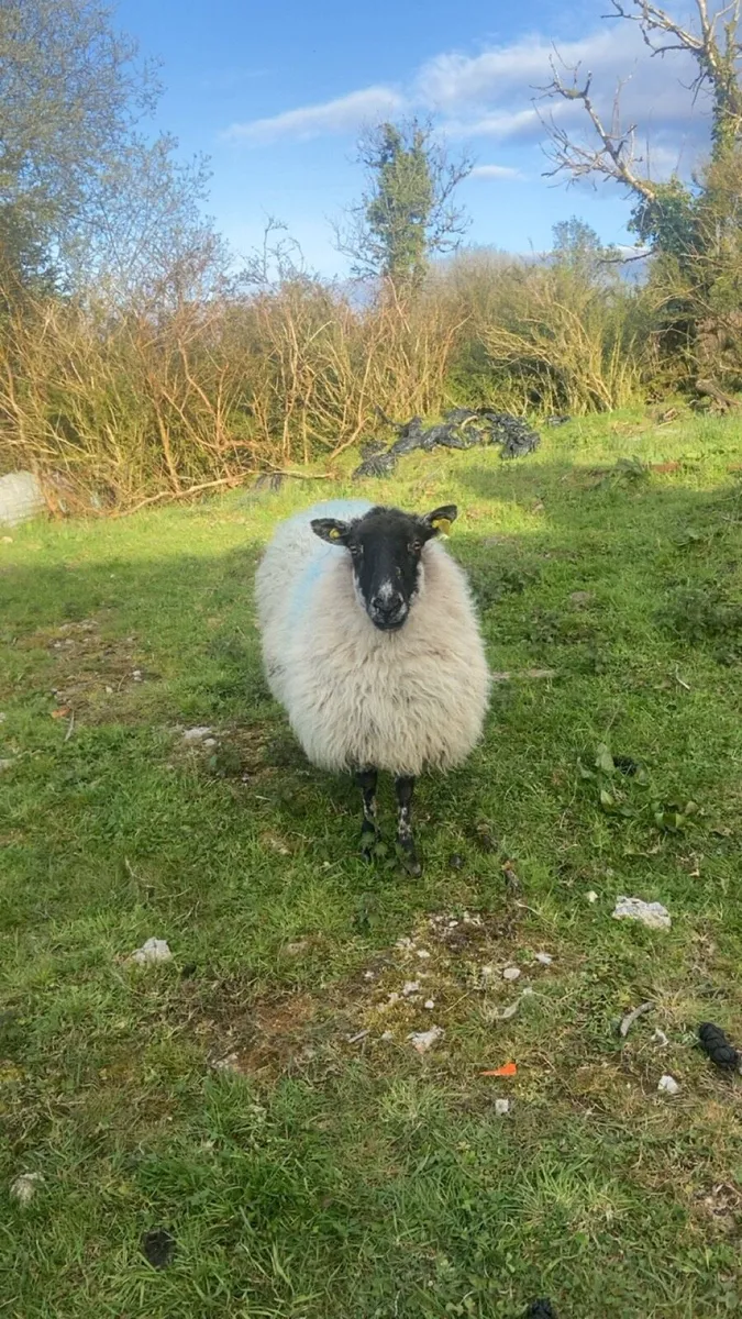 🌟🌟🌟Foster Ewe - Image 2