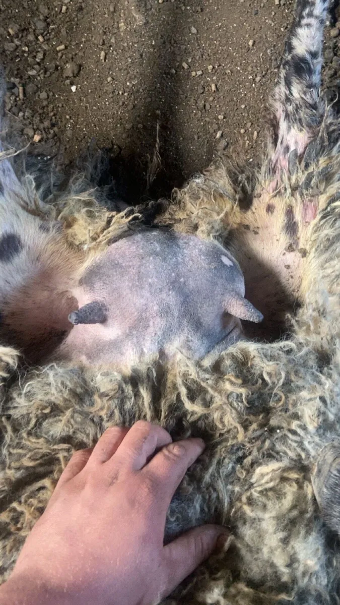 🌟🌟🌟Foster Ewe - Image 4