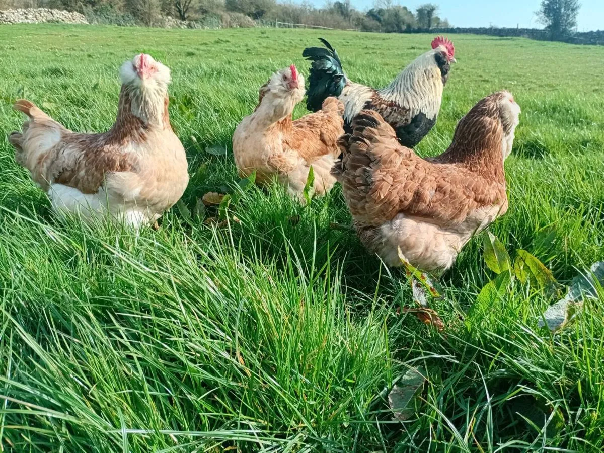 Hatching eggs, chicks and pairs - Image 1